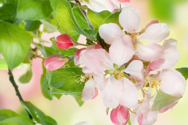 Weiße, rosa Knospen am Apfelbaum