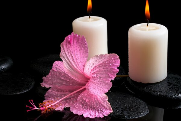 Fleur d Hibiscus et bougies sur les pierres de spa