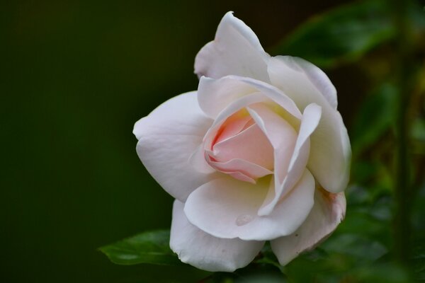 Pétales d un bourgeon de rose en macro