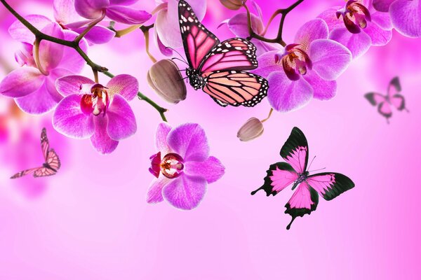 Orchidées mystérieuses, beaux papillons