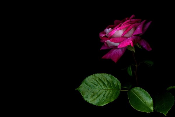 Delicati petali di rosa tea