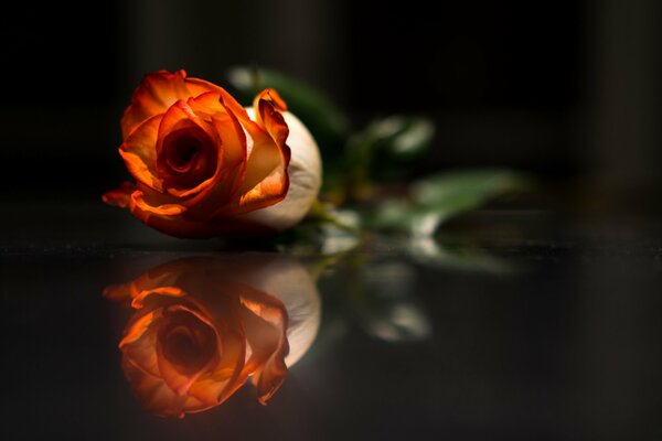 Rose rouge solitaire sur la table