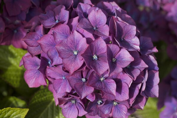 Inflorescence d hortensia buisson macro