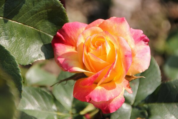 Bourgeon de rose maison sur fond de feuillage