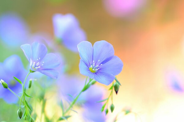 Blue petals of wild flowers