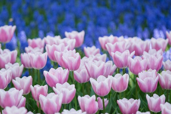 Campo de tulipanes coloridos y brillantes