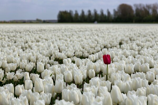 Un tulipán rojo en un campo de Tulipanes blancos