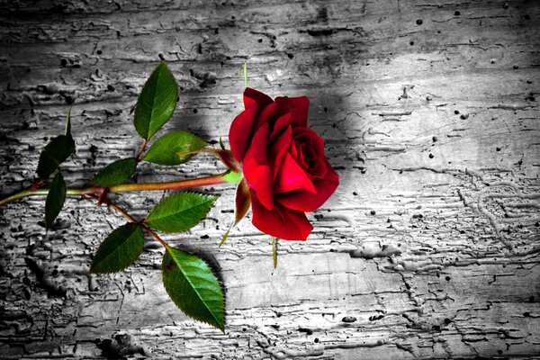 Una rosa rossa su sfondo di pietra