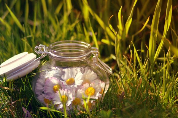 Chamomile flowers in a glass jar