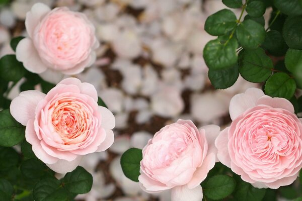 Rosa pálida en hojas verdes