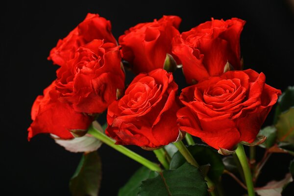 Red roses are a symbol of passion