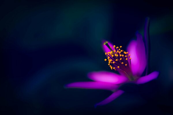 Flor púrpura sobre fondo negro