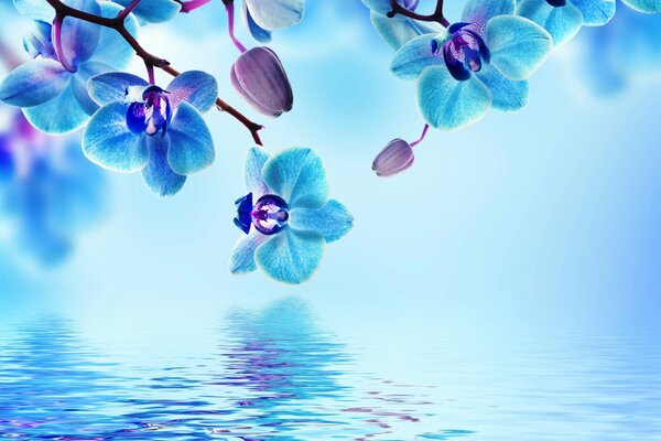 Blühende blaue Orchideen spiegeln sich im Wasser wider