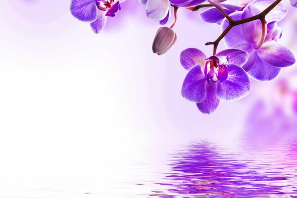 Eine leuchtend violette Orchidee spiegelt sich im Wasser wider