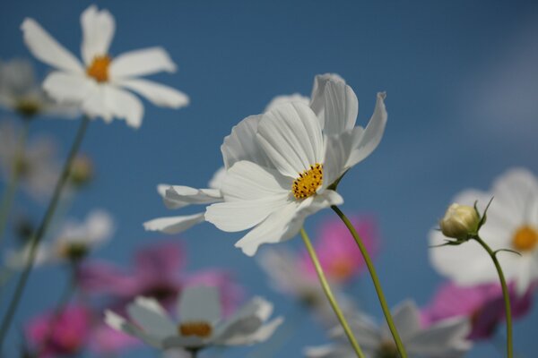 Cosmea flowers on a blue sky background
