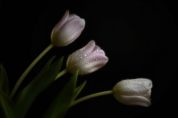 Tulipes rose pâle dans l obscurité de la nuit