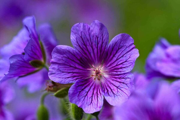 Pelargonie leśne na skraju lasu