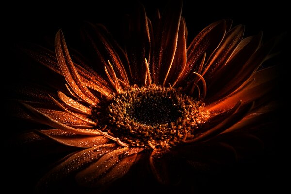 Macro shooting of gerber