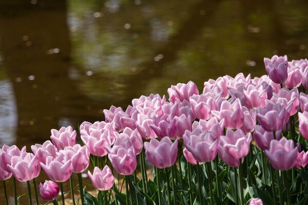 Tulpen blühen im Park am Teich