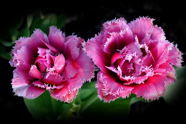 Paire de boutons de rose, gros plan