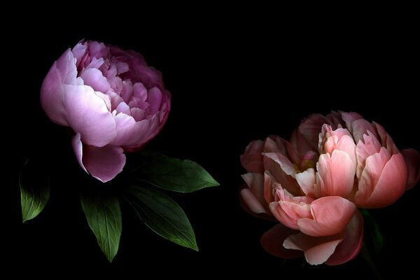 Pivoines avec de grands pétales sur fond sombre