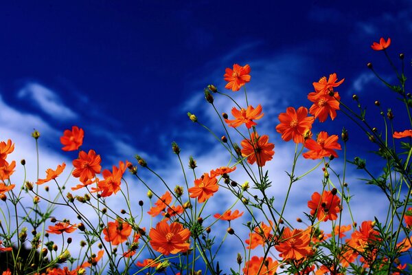 Cosmea on a heavenly background