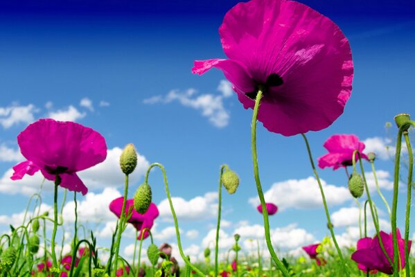 Fiori di campo in un campo con nuvole
