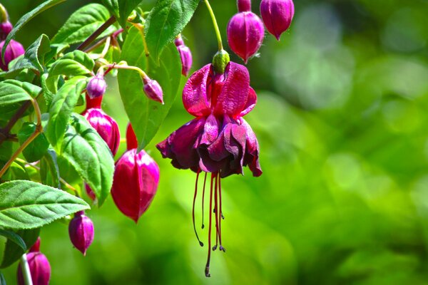 Rosa Fuchsia mit Knospen auf einem Zweig