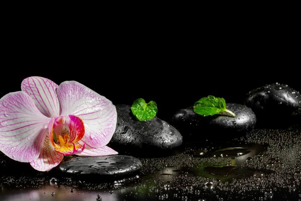 Spa stones with an orchid in the water
