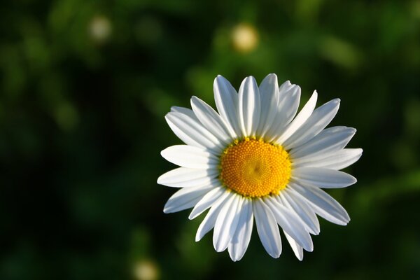 Chamomile is a white flower in a green field
