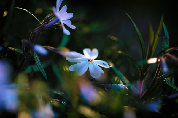 Imagen de flores azules con reflejos