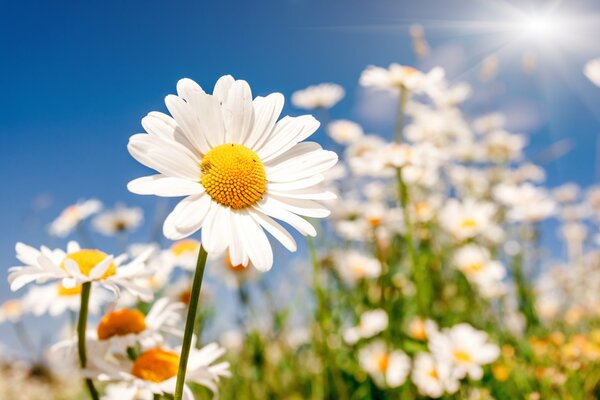 Campo con flores de margaritas