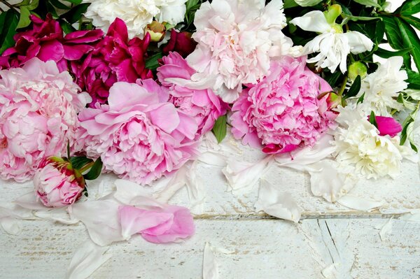 Tricolor bouquet of peonies in petals