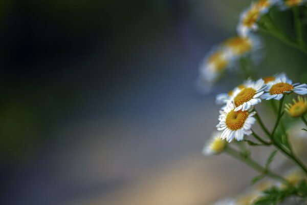 Makrofoto von Gänseblümchen auf verschwommenem Hintergrund