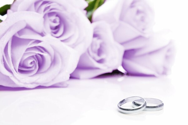 Dos anillos de boda sobre un fondo de rosas Lilas