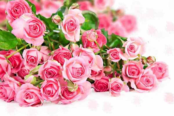 Viele rosa Rosen fielen zu Füßen