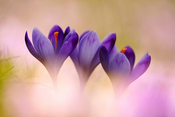 Primule lilla al mattino di primavera