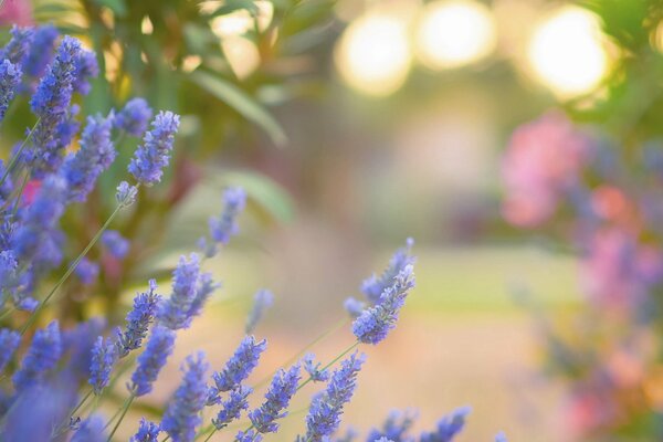 Bellissimi fiori di lavanda blu