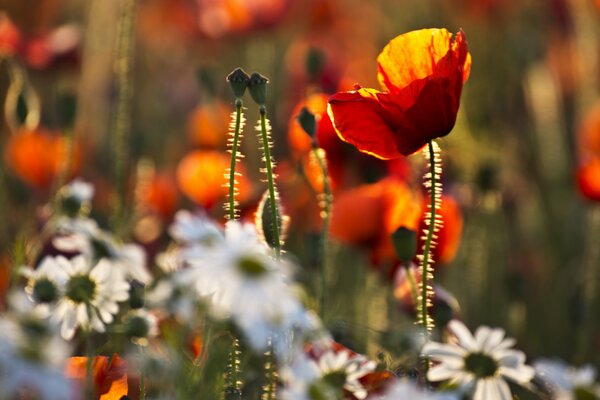 Amapolas y margaritas en la hierba verde