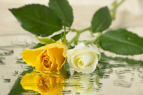 La rosa blanca y amarilla se refleja en el agua