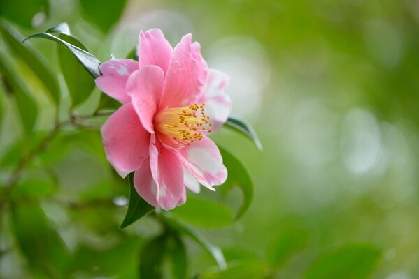 Pink flower on a green background