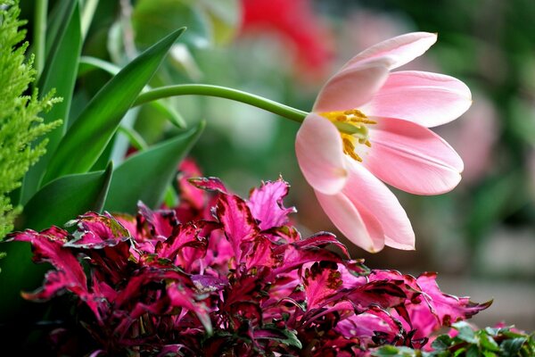 Tenderness and beauty in one flower