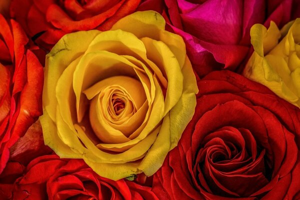 Composición de rosas frescas