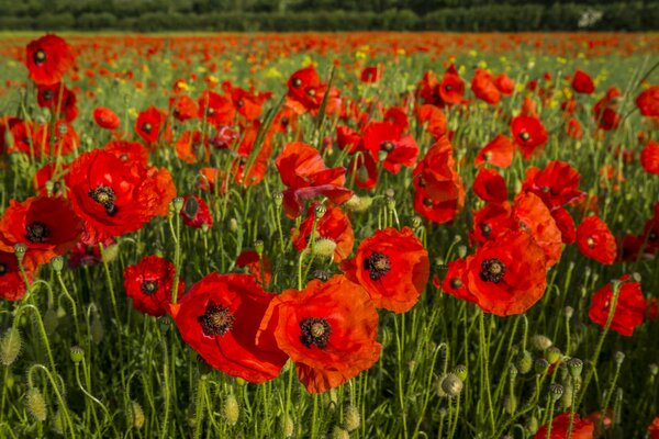 Red field of poppy buds