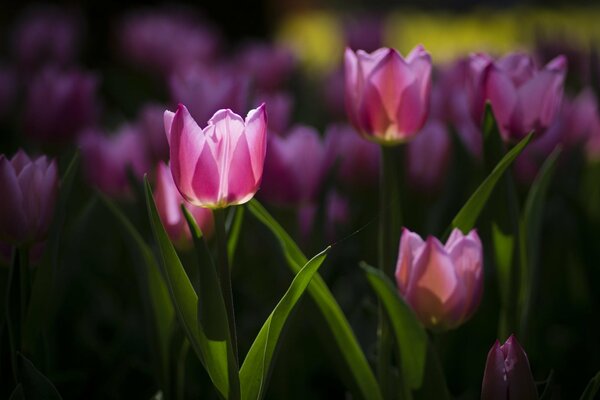 L aiuola è piena di tulipani rosa