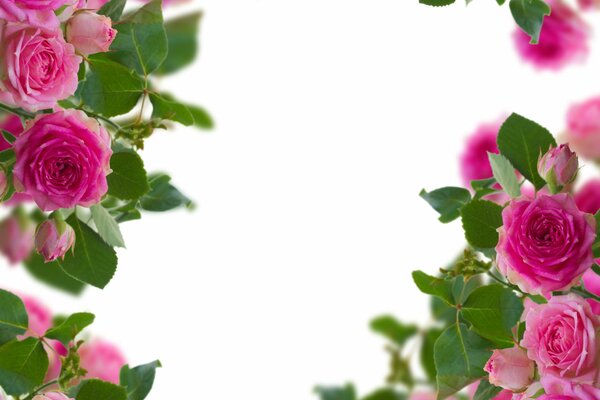 Papier peint. Boutons de roses. Plantes à fleurs