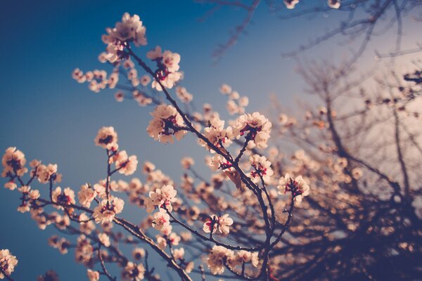 Spring blooming in the garden