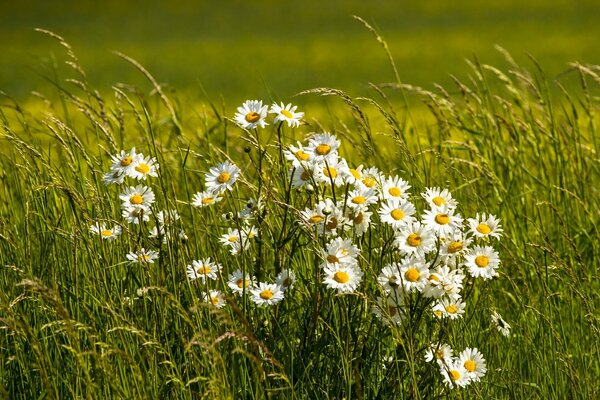Marguerites blanches sauvages dans la Prairie