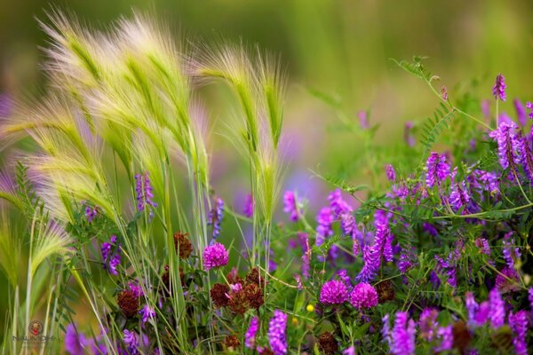 Fascino rosa e viola nel prato
