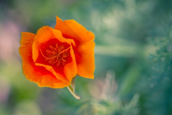 Coquelicot de Californie orange sur le bureau